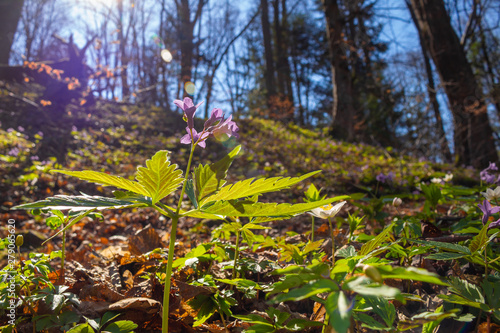 Fototapeta Naklejka Na Ścianę i Meble -  Wiosenny kwiat w lesie.