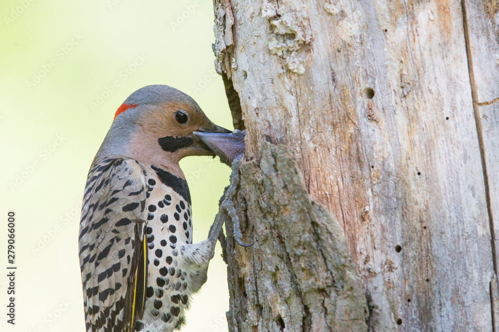 Male northern flicker (Colaptes auratus) at nest Male northern flicker (Colaptes auratus) at nest