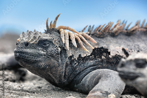 Galapagos Iguana lying in the sun on rock. Marine iguana is an endemic species in Galapagos Islands Animals, wildlife and nature of Ecuador. Funny, funky cool looking iguana. photo
