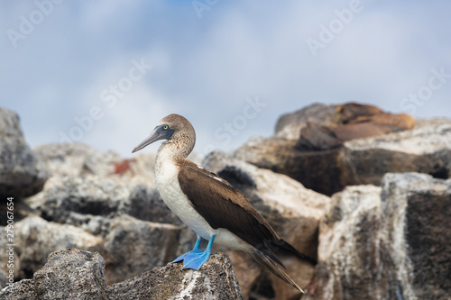 Galapagos animals  Blue-footed Booby - Iconic and famous galapagos animals and wildlife. Blue footed boobies are native to the Galapagos Islands  Ecuador  South America.