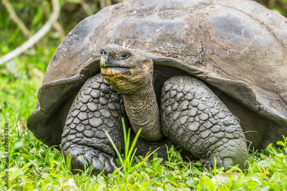 Animals. Galapagos Giant Tortoise on Santa Cruz Island in Galapagos Islands. Animals, nature and wildlife photo close up of tortoises in the highlands of Galapagos, Ecuador, South America. Animals. Galapagos Giant Tortoise on Santa Cruz Island in Galapagos Islands. Animals, nature and wildlife photo close up of tortoises in the highlands of Galapagos, Ecuador, South America.