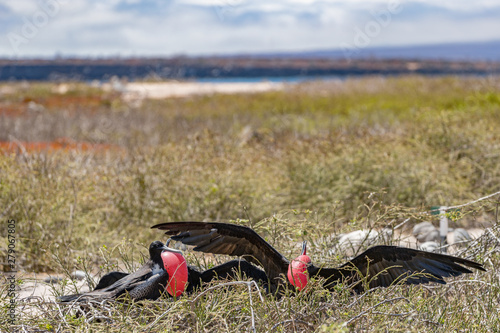 Frigatebird on Galapagos islands. Magnificent Frigate-birds on North Seymour Island, Galapagos. Two male frigate birds with inflated red neck gular pouch (thoat sac) attracting fighting for females. photo