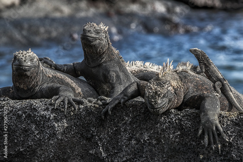 Galapagos Marine Iguana - Iguanas warming in the sun on volcanic rocks on Fernandina Island, Espinoza Point. Amazing wildlife animals on Galapagos Islands, Ecuador. photo