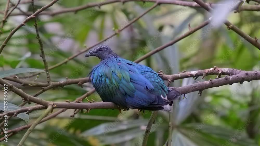 rare sight of nicobar pigeon resting on tree branch rare sight of nicobar pigeon resting on tree branch
