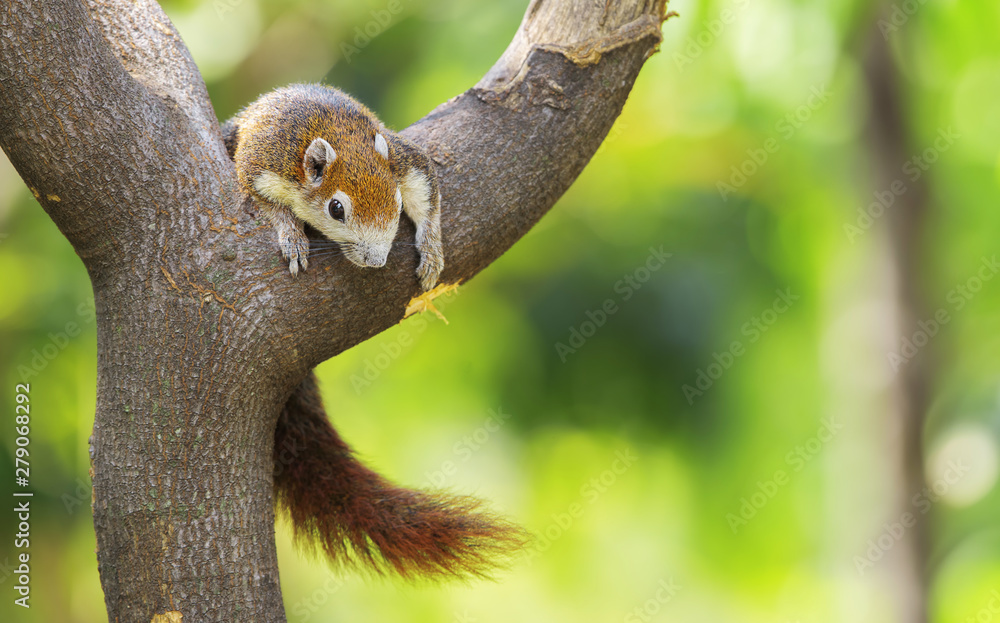 Beautiful brown squirrel sleep happily on the branches with green bokeh background-Image Beautiful brown squirrel sleep happily on the branches with green bokeh background-Image