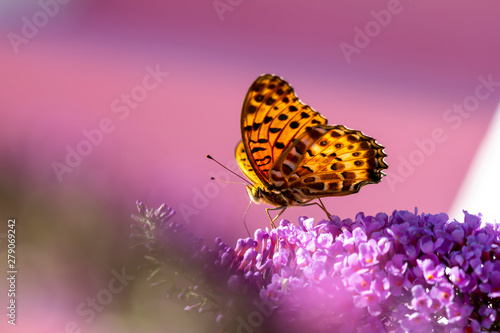 Canvas Print A butterfly on the purple flowers