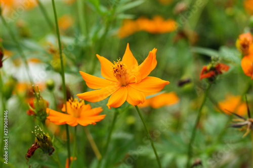 closeup of small orange color flower