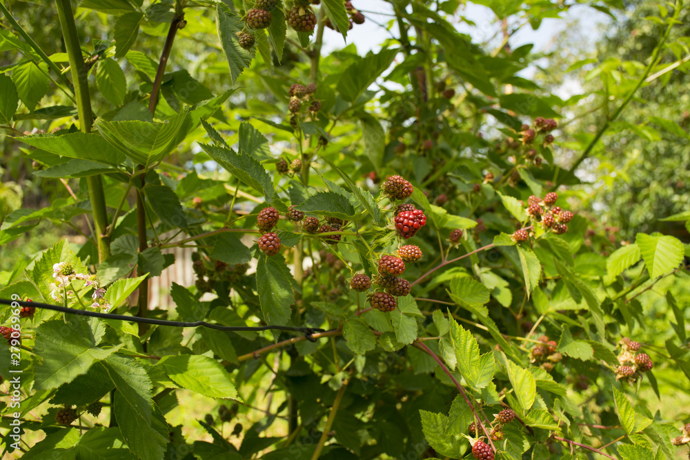 Blackberries grow on a bush in the garden. Black sweet berry. Harvesting. Blackberries grow on a bush in the garden. Black sweet berry. Harvesting.