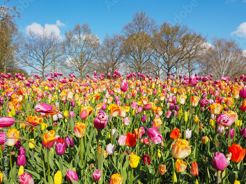 Fototapeta Naklejka Na Ścianę i Meble -  Beautiful tulips in spring Symbol of the country of the Netherlands