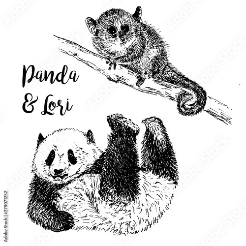 Lemur Lori and Panda, exotic forests and zoo animals vector illustration, hand drawn sketch, black and white. Lory and panda and lettering drawning.