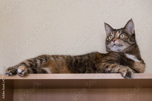 Tortoiseshell cat lying on the shelf.