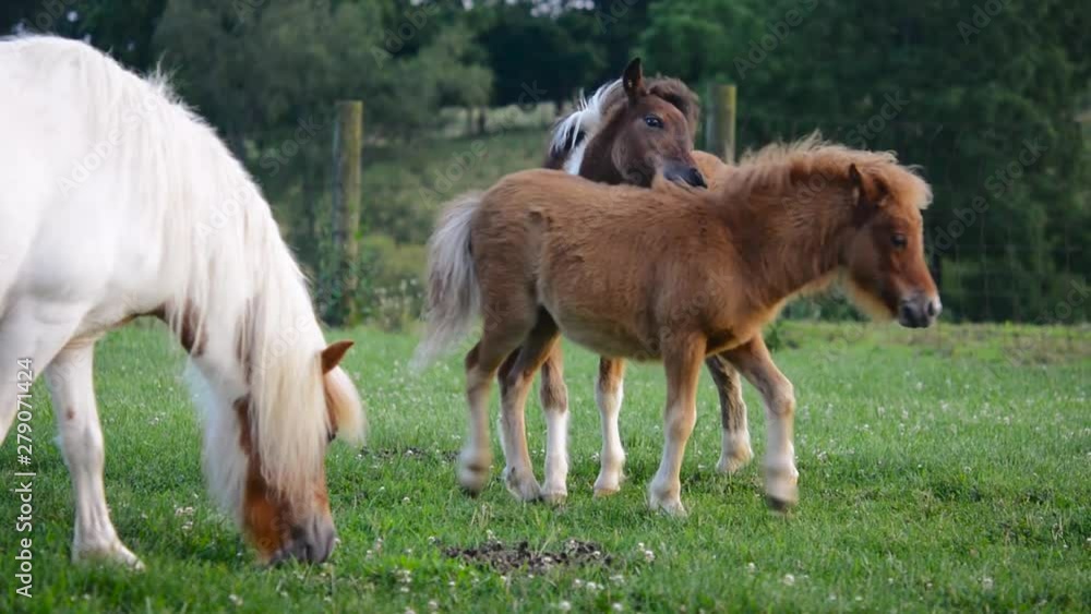 Cute pony Falabella miniature horses eating grass and playing in the field next to their mom. Cute pony Falabella miniature horses eating grass and playing in the field next to their mom.