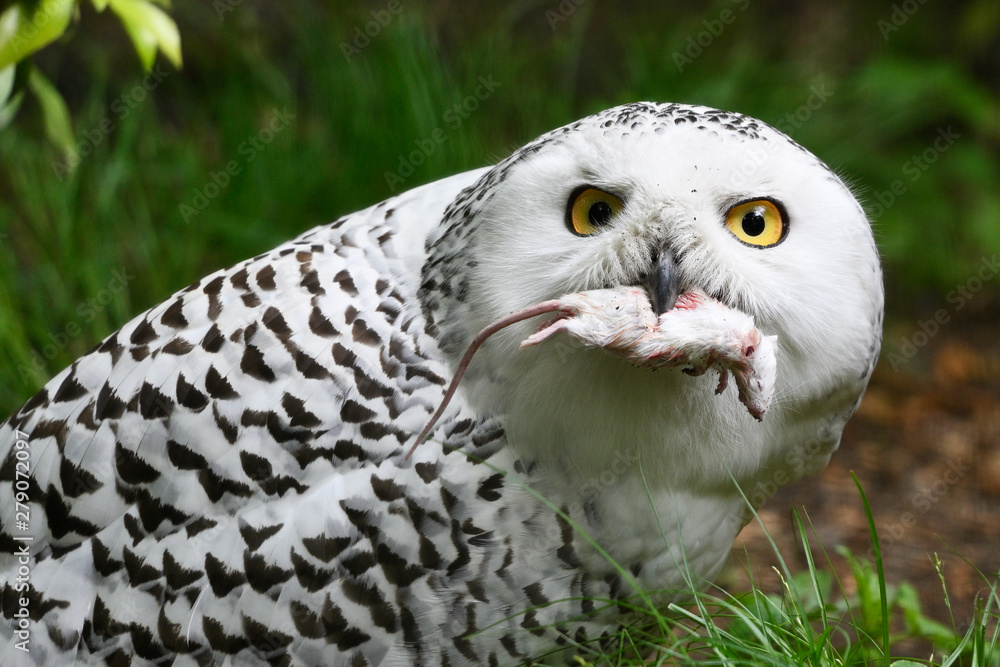 Obraz premium Female snowy owls holding a mouse in its beak.
