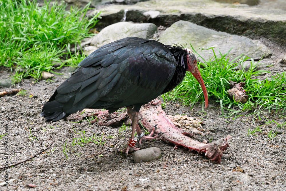 Naklejka premium Geronticus eremita - Northern bald ibis.