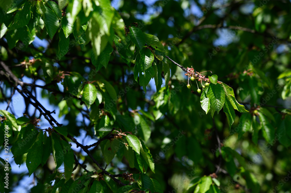 Green cherries on tree and green leaves.