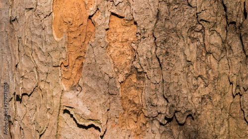 Tree bark surface texture