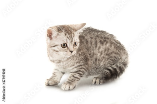 Grey Tabby Cat © BillionPhotos.com
