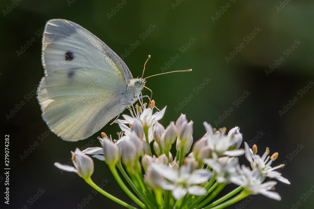 Allphotokz Butterflies 20170827 7083 D810 Allphotokz Butterflies 20170827 7083 D810