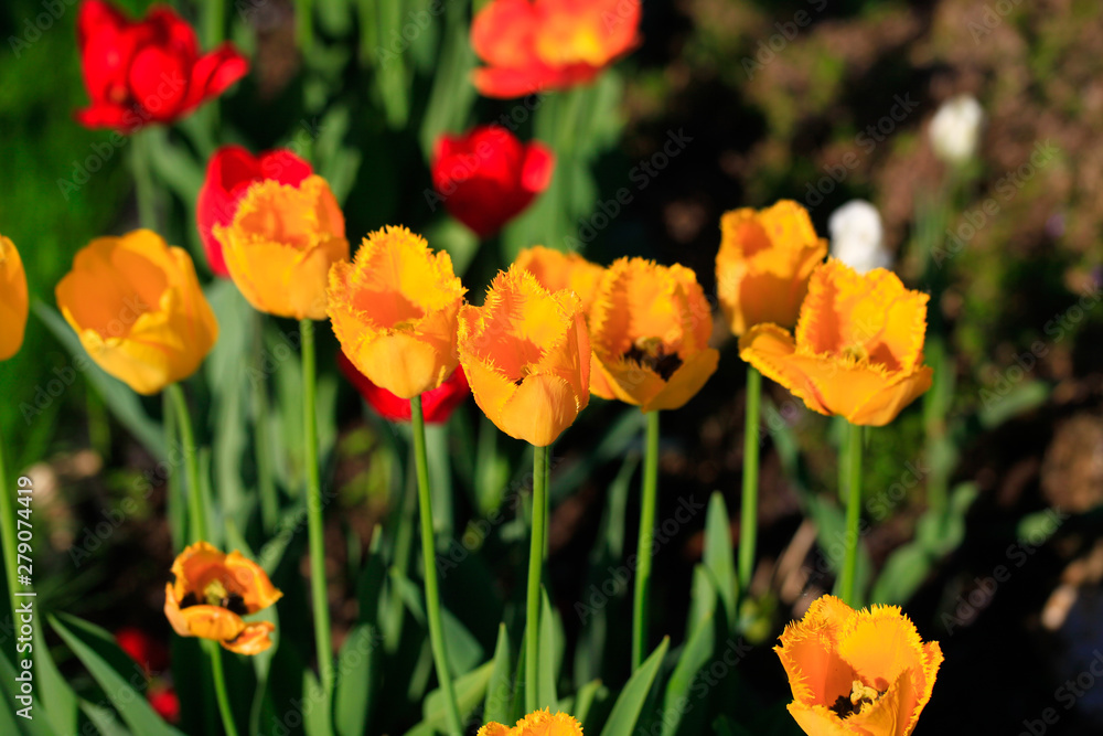 Tulip on natural blurred background. delicate tulip flower with petals and bright green leaves. Tulip on natural blurred background. delicate tulip flower with petals and bright green leaves.