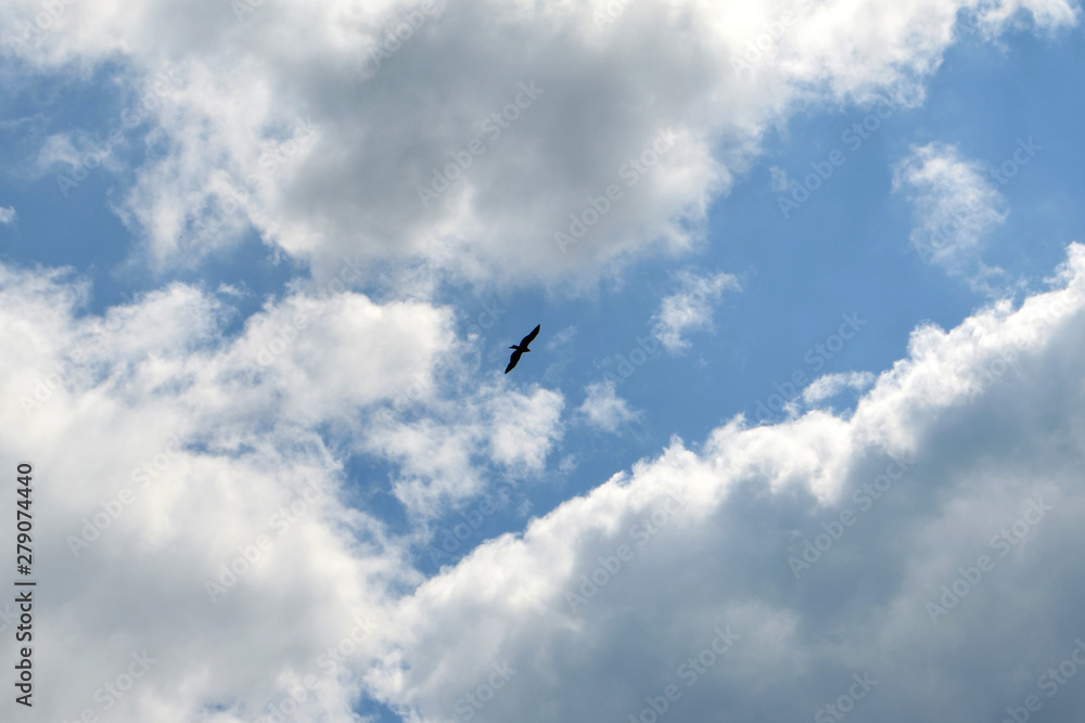 Flying bird of prey against the blue sky and clouds.