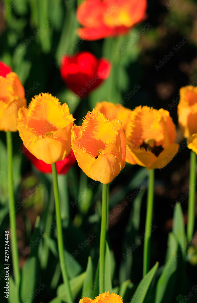 Tulip on natural blurred background. delicate tulip flower with petals and bright green leaves.