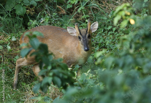 A beautiful stag Muntjac Deer, Muntiacus reevesi, standing in the vegetation at the edge of woodland.