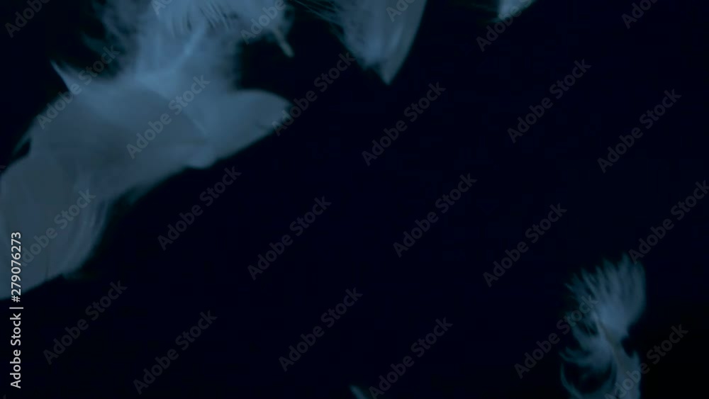 soft feather falling down on black background , sweet and soften relaxation concept