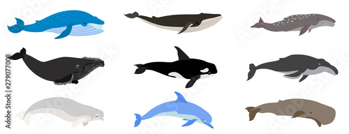 Whale icons set. Flat set of whale vector icons for web design photo