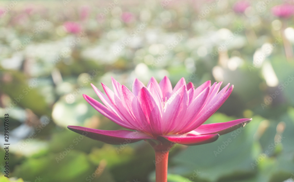 Pink lotus flowers with bokeh blooming in lotus pond,selective focus,blurred green leaf background.water lily aquatic plants for worship