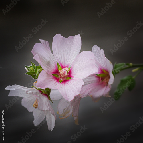 White Lavatera flower with red center on light grey background.