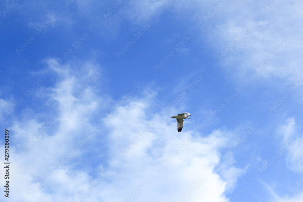 Bird high over Point Reyes National Seashore, Marin County, California