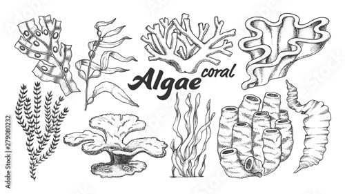 Fototapeta Naklejka Na Ścianę i Meble -  Collection Algae Seaweed Coral Set Vintage Vector. Different Algae Underwater Species, Marine Creatures, Sea Or Ocean Flora And Fauna Concept. Designed Template Monochrome Illustrations