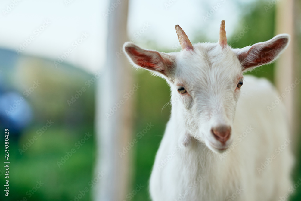 Fototapeta premium portrait of a goat