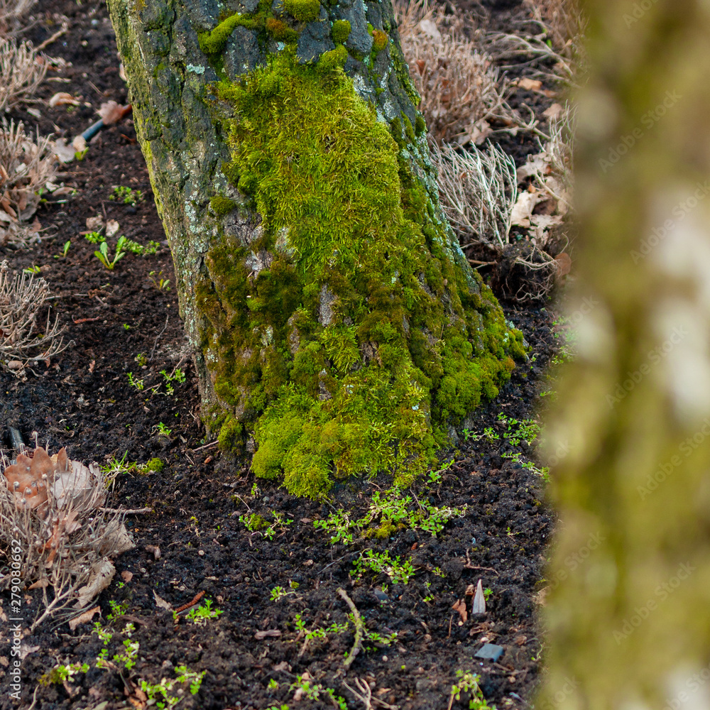 Forest Moss on the trunk. Forest Moss on the trunk.