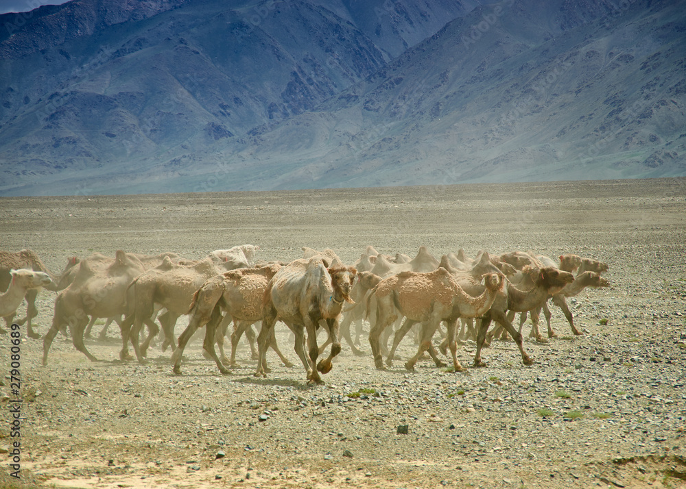 Obraz premium Bactrian or two-humped camel