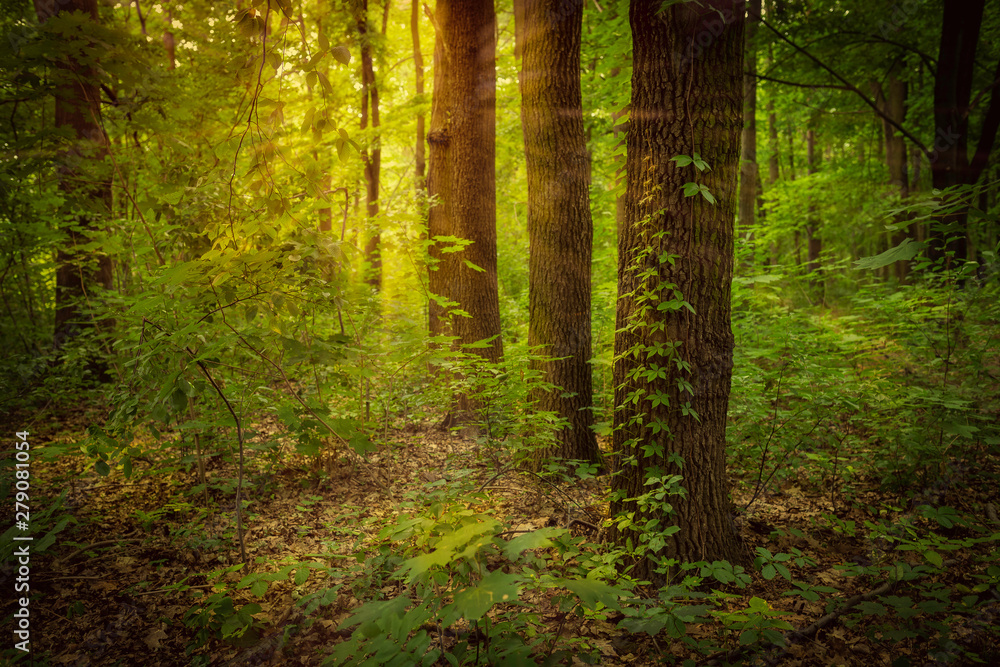 Obraz premium Three trees and ivy.