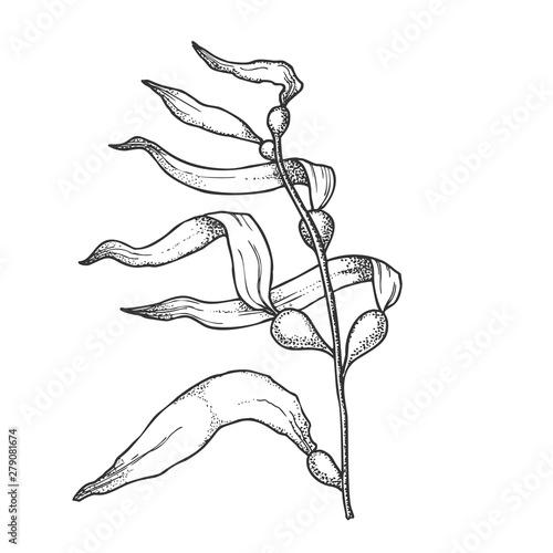 Underwater River Algae Seaweed Hand Drawn Vector. Algae Nature Leaf Branch Plant, Aqua World Nature Flora And Fauna Concept. Designed In Vintage Style Mockup Monochrome Illustration