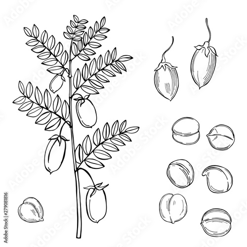 Hand drawn chickpeas beans. Vector sketch  illustration.