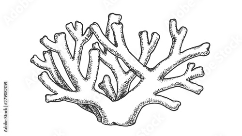 Oceanic Reef Algae Seaweed Coral Vintage Vector. Coral Ocean Or Sea Benthal Decoration, Tropical Exotic Aqua World Undersea Polyp Plant Concept. Designed Template Black And White Illustration