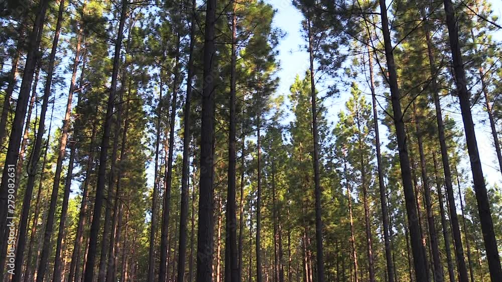 Tall pine trees stand in front of blue sky in a forest near Graskop, South Africa. Slow zoom out. Tall pine trees stand in front of blue sky in a forest near Graskop, South Africa. Slow zoom out.