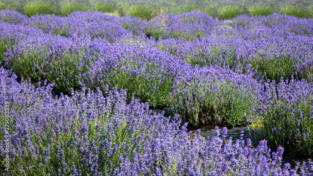 Obraz premium Lavender valley mt hood in Oregon