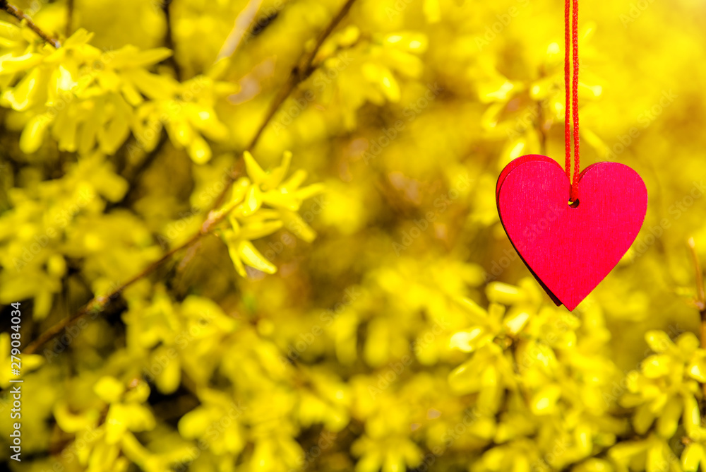 Red heart among the branches of the Forsythia Red heart among the branches of the Forsythia