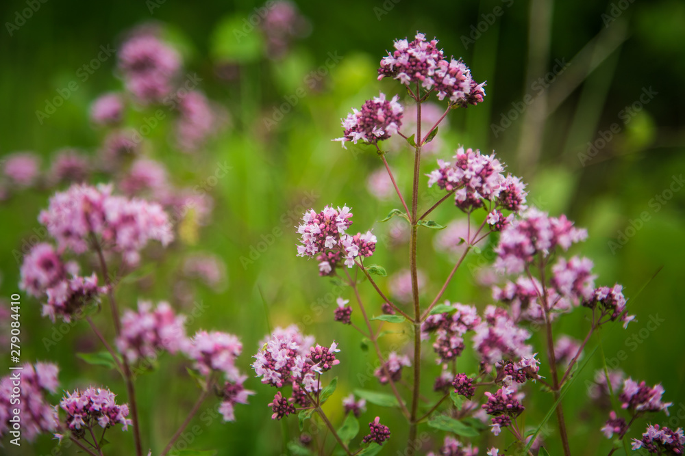Beautiful purple oregano flowers blooming in the meadow. Natural herbal tea. Beautiful purple oregano flowers blooming in the meadow. Natural herbal tea.