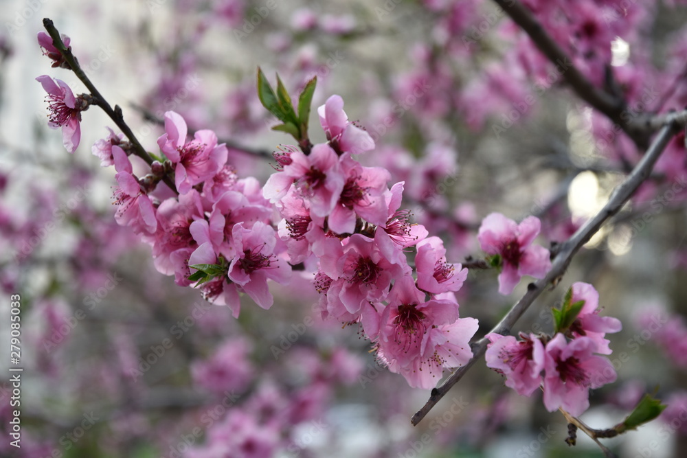 blooming cherry tree blooming cherry tree