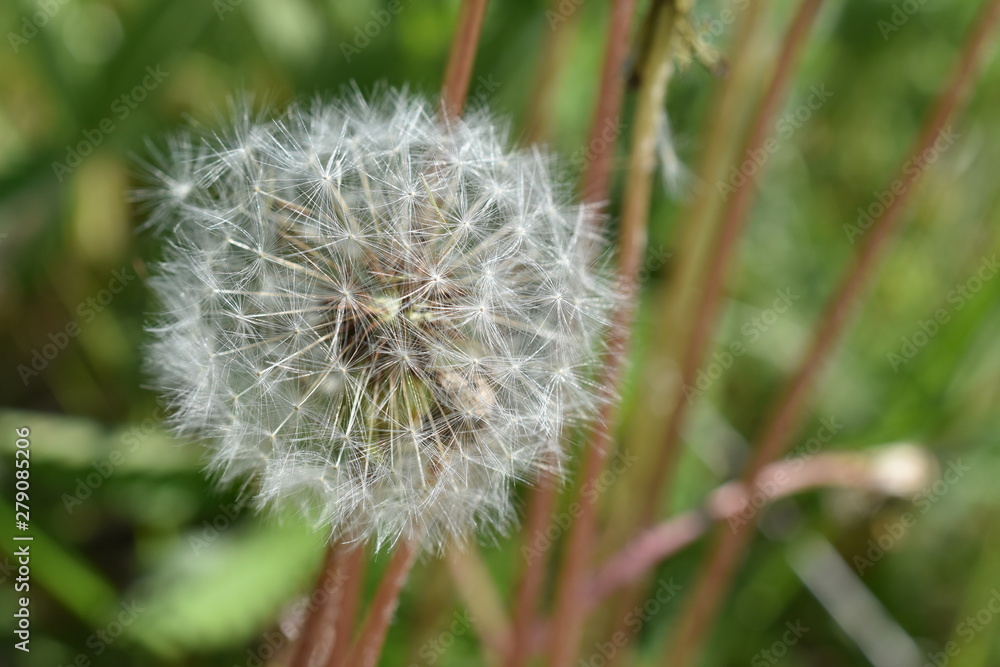 Fototapeta premium dandelion on green background