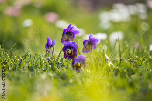 Beautiful, brifgt pansy flowers in the garden. Colorful spring scenery with flowers.