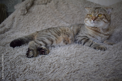 cat