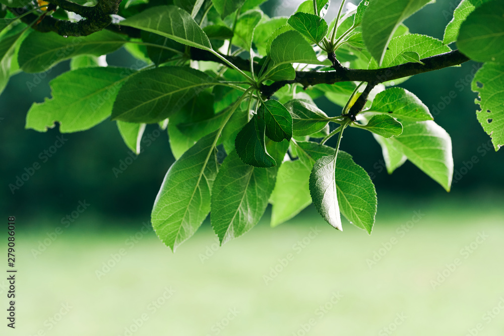 green leaves of tree in spring