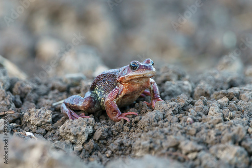 Frog close-up on a plowed field in spring in the village, Arkhangelsk, region, Russia