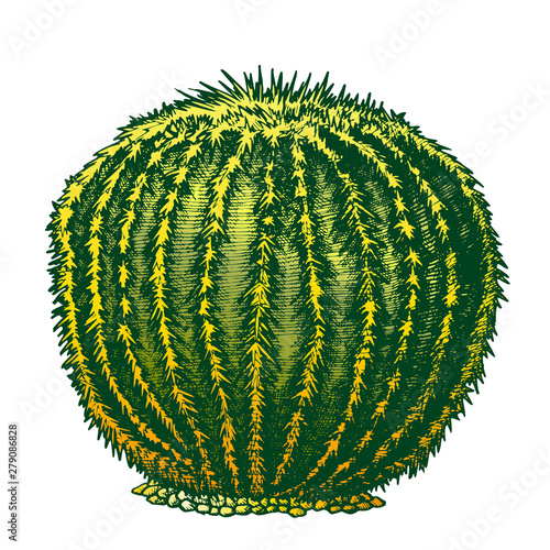 Round Desert Plant Cactus Ink Hand Drawn Vector. Cactus Growing In Hot And Relatively Dry Climate Of Territory Cacti For Thrive. Designed In Retro Style Template Color Illustration
